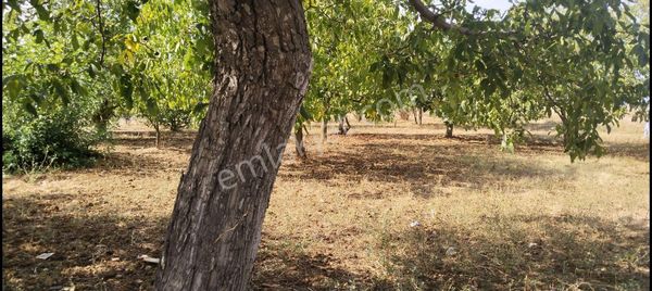 Gelecek İçin Toprağa Yatırım
