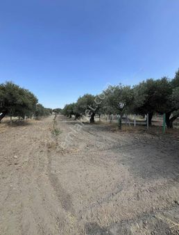 Emrah Emlaktan Hamidiye Mah Satılık Zeytinlik