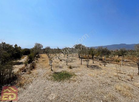 Dağcı Emlak Buldan Yenicekent Mah Satılık 950m2 Hobi Bahçesi