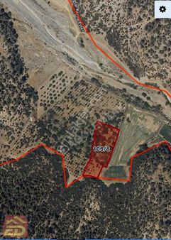 Dağcı Emlak Bozkurt Çambaşı Mah Satılık Yetişkin Kiraz Bahçesi3