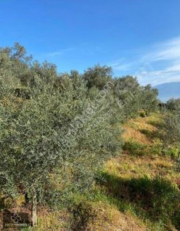 Küçük Menderes'ten Ödemiş Ovakent Mh. Satılık Zeytin Bahçesi