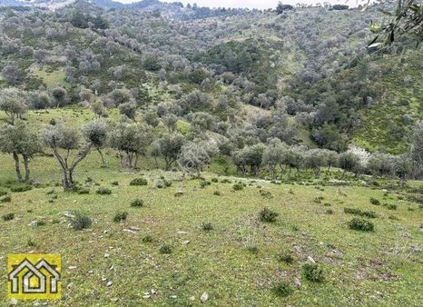 Seferihisar Kavakdere Barajı Mevki 5500m2 Bakımlı Zeytinlik