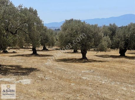Kuşadası 23450 Metre Kare Zeytinlik