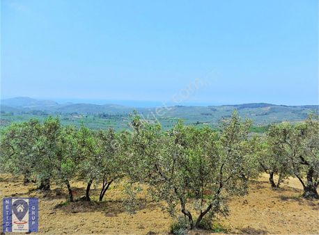 Mudanya Trilye'de Muhteşem Deniz Ve Doğa Manzaralı Zeytinlik