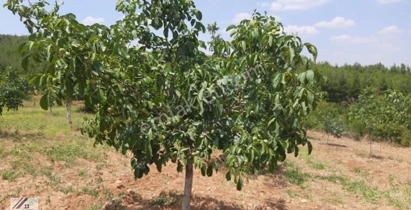 Eys Den Denizli Çal Mevkii Merkezde Satılık Cevizli Tarla