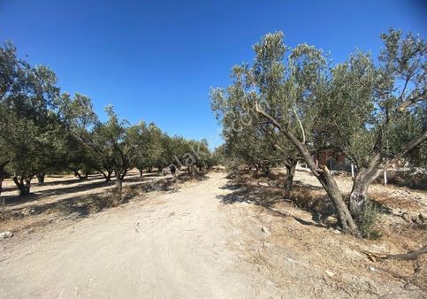 Foça Gerenköyde 980 M2 İmarın Dibinde Satılık Zeytinlik