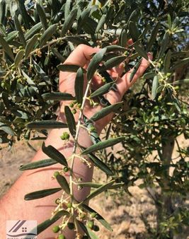 Manisa Akhisar Erdellide 3300m2 Zeytin Ağaçlı Kadastral Yolu Olan Tarla