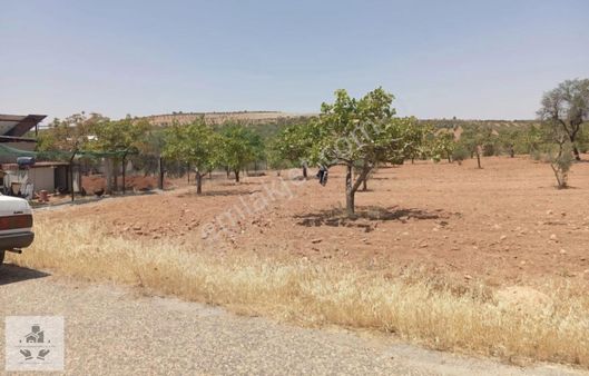 Anadolumdan Asvalt Üstü Fıstıklık