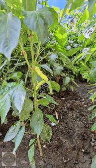 Lapseki İlyasköy'de Satılık 2 Katlı Köy Evi