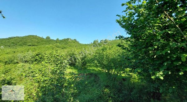 Resmi Yolu Mevcut Elektiriğe Suya Yakın Satılık Fındık Bahcesi