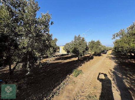Yonca Gyo Dan Akhisar Hamidiye Satılık Zeytinlik