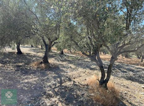 Yonca Gayrimenkuldan Kırkağaç Işıklar Köyü Satılık Zeytinlik