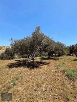 Resa Gayrimenkul'den "acil" Sarıkaya'da Uygun Fiyatlı Zeytinlik