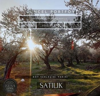 Resa Gayrimenkul'den Köy Yerleşiminin Yanında 6563 M2 Zeytinlik