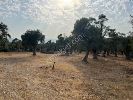 Yatırıma Ve Hobi Bahçesine Uygun, Ulaşımı Kolay Zeytinlik