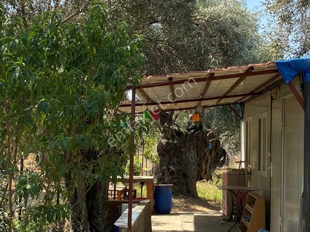 Bayındır Zeytinova Mahallesi’nde Satılık Zeytinlik