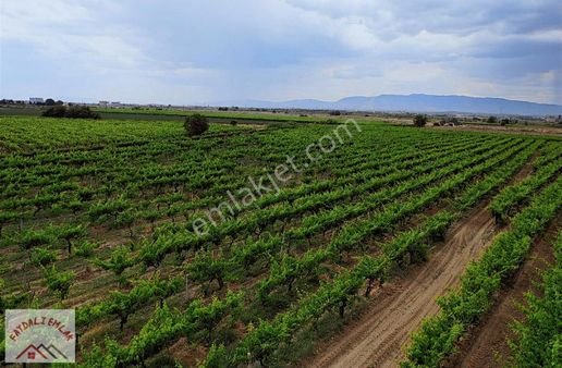 Manisa Salihli Kabazlı Mahallesinde 11.434m2 V Sistem Bağ