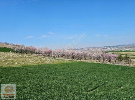 Sakarya Mahallesinde Satılık Tarla