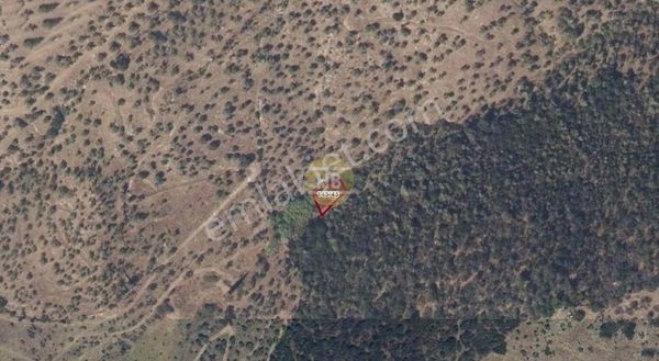 Hb'den Satılık Zeytinlik, Çine Hallaçlar Mahallesi 298,65 M²