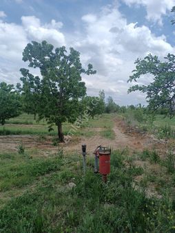 Hilal Emlak Tan Sultandağında Satılık Kiraz Bahçesi