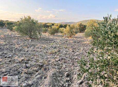 Rw - Fly' Dan Seyitoba Köyünde Satılık Zeytinlik