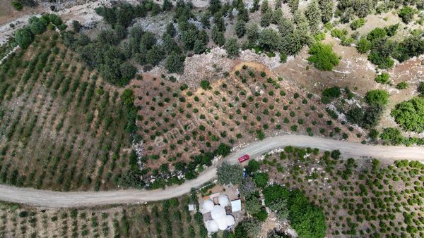 Arslanköy'de 2300 M² Karışık Meyve Bahçesi