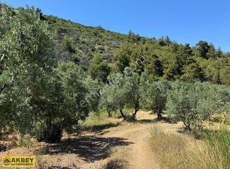 Akbey'den Mudanya Çepni Mh. Tek Tapu 1065 M²