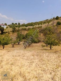 Bilecik Söğüt Küre Köy Yanı Kirazlık Meyve Bahçesi