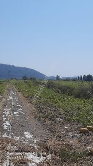 Sarıgerme'ye 4 Km Kupon Yer