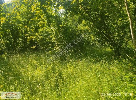 Satılık Fındıklık