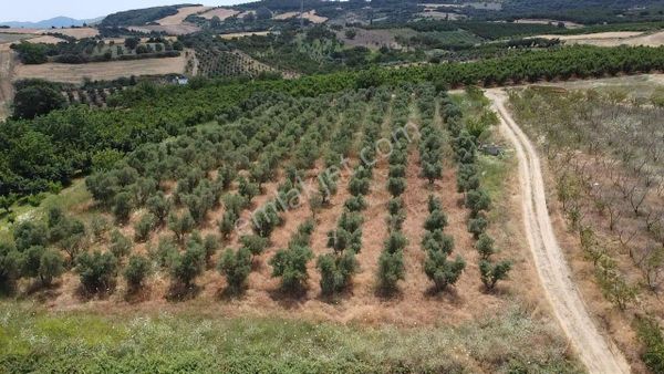 Çanakkale Lapseki Çardak Ta 180 Meyve Ağacı Bulunan Satılık Arazi