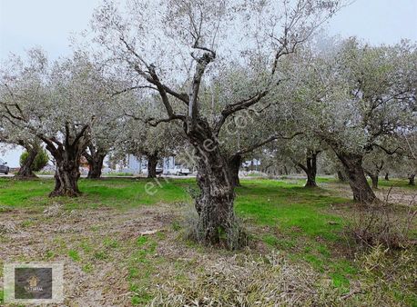 Ballıca Mahallesinde Köy İçi İmara 200m Tek Tapu Zeytinlik Arazi