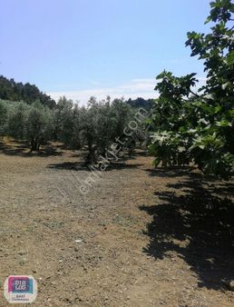 Bursa Mudanya Aydınpınar Satılık Zeytinlik