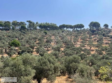 Polat Global'den Narhisar'da Satılık Zeytinlik