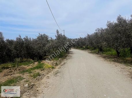 Aydınpınar'da 3.900 M2 Yola Cephe İmara Yakın Fırsat Arazi