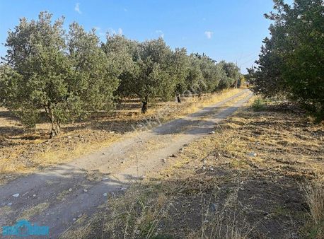 Akhisar Ballıca'da Otoban Yanı Satılık Bakımlı Domat Zeytinlik