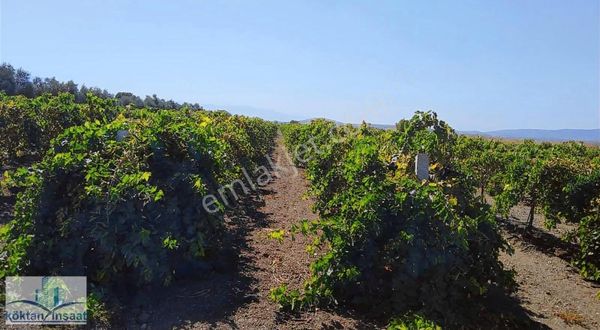 Manisa Saruhanlı Sarıçam Paşaköy Civarı Satılık 9,5 Dönüm Bağ