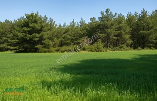 Arazi Danışmanı'ndan Balıkesir Bigadiç'te 1.734 M2 Tarla