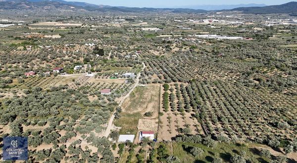 Torbalı Çapakta Satılık Zeytinlik