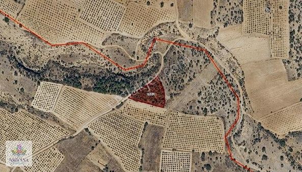 Çal - Şapçılarda 2227 M2 Ağaçlık Doğal Hobi Bahçesi