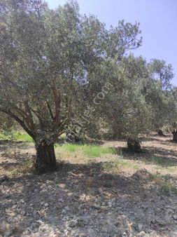 Acill Satılık Kelepir Zeytinlik