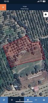 Kemalpaşa Sinancılar Köyünde Acil Satılık Zeytin Bahçesi