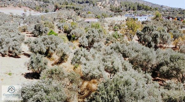 Cumaovası Emlaktan Satılık Torbalı-dağkizilca Da 11 Dönüm Tarla