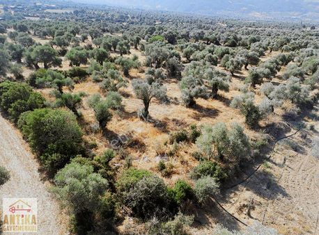 Antika Gayrimenkulden Birgi Mahallesine Yakın Satılık Zeytinlik