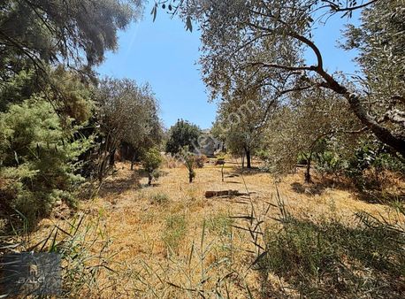 Ekinambarında Satılık Eski Köy Evi Olan 735 M2 Tarla