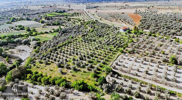 Aydın Karacasu Ataeymir'de 20 Dönüm Fırsat Satılık Bahçe