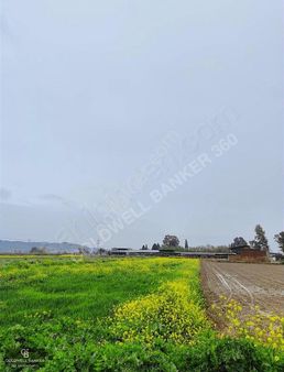 Aydın Germencik Uzunkumda Satılık 2.5 Dönüm Tarla!