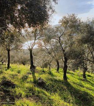 Aydın Germencik Hıdırbeyli Satılık Göl Manzaralı Zeytinlik!