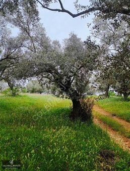 Aydın Germencik Kızılcapınar Satılık 3,5 Dönüm Fırsat Zeytinlik!
