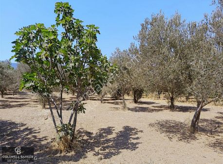 Menemen Emiralem Yayla Mah. Müstakil Parsel Tarla
